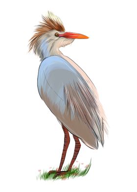 Egyptian heron great