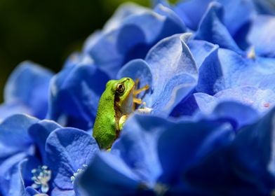 frog green and flower