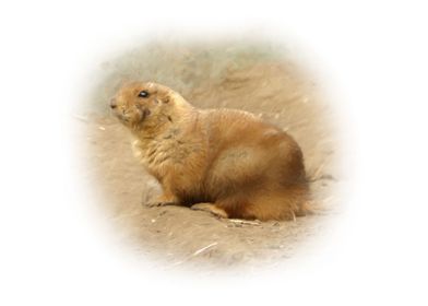 Prairie dog