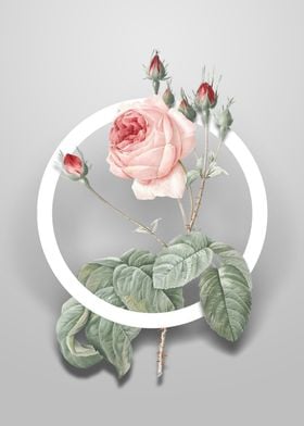 Cabbage Rose Flower Circle