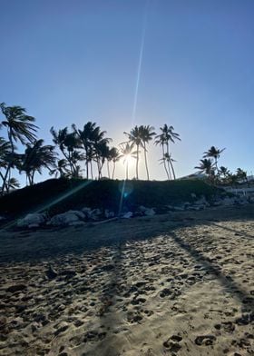 Sand Palm Tropical Beach