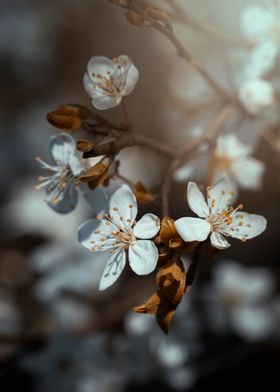 White cherry blossoms