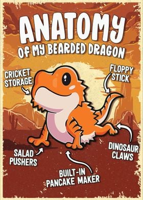 Anatomy Of Bearded Dragon