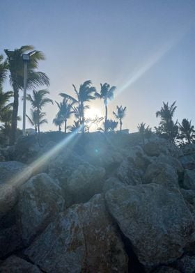 Sand Palm Tropical Beach