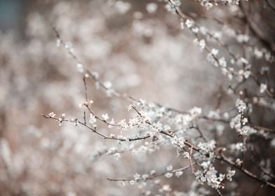 White cherry blossoms