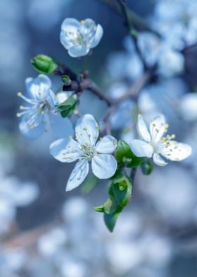 White cherry blossoms