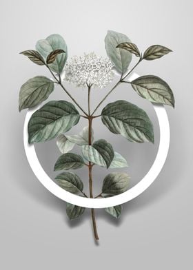 Common Dogwood Flower Art