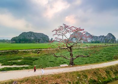 Vietname Landscape