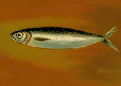 Sardine