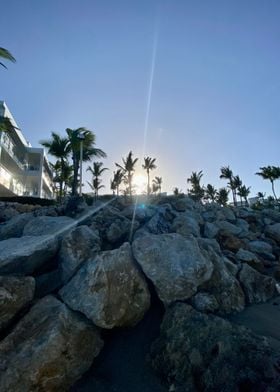 Sand Palm Tropical Beach