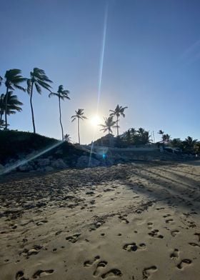 Sand Palm Tropical Beach