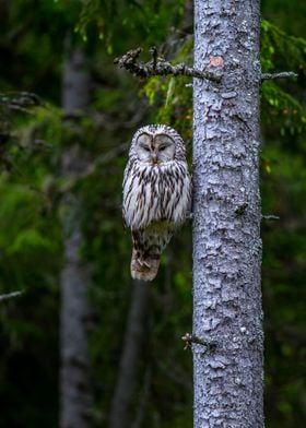 Lonely Owl