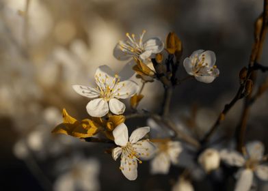 White cherry blossoms