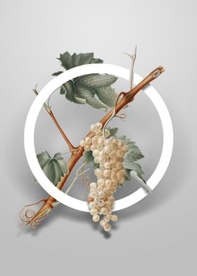 Vermentino Grapes Flower