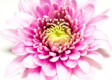 Soft pink aster closeup