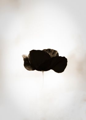 Black Poppy