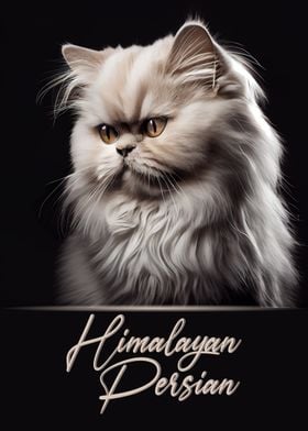 Himalayan Persian Portrait