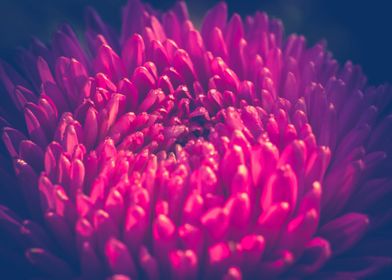 Pink aster flower macro