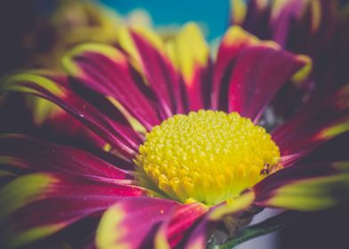 Aster flower close up