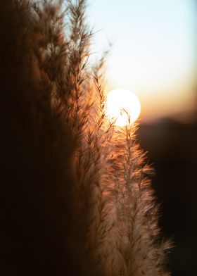 sunset and reeds