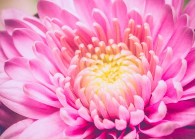 Soft pink aster macro