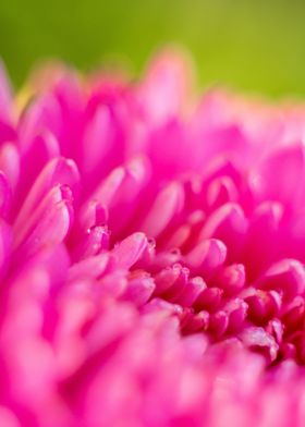 Pink aster flower close up