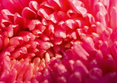 Macro of pink aster flower