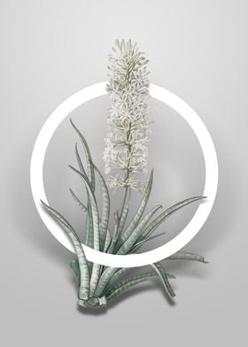 Vintage Snake Plant Flower