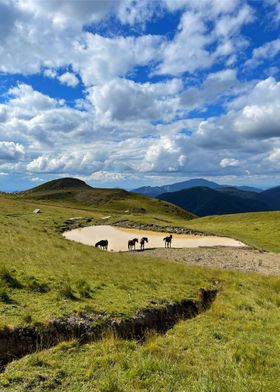 Wild horses near a lake