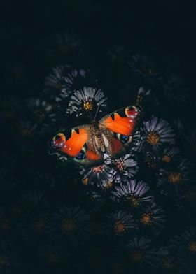 butterfly orange night