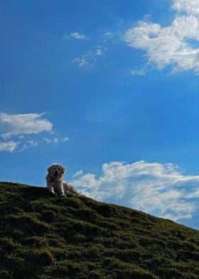 White Stable Dog in Nature