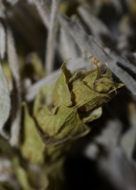 Mountain wild tea close up