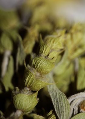 Mountain wild tea close up