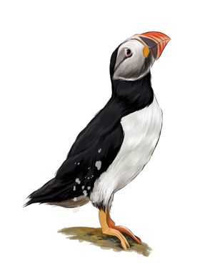 Atlantic puffin bird