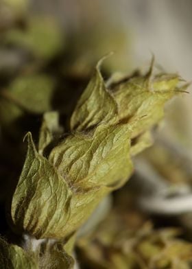 Mountain wild tea close up