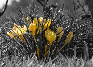 Yellow Flowers Colorkey