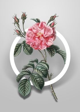 Pink Wild Rose Flower Art