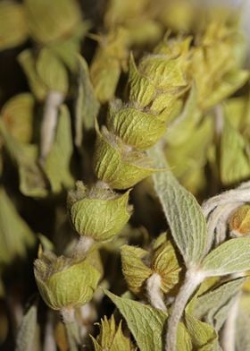 Mountain wild tea close up