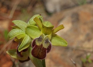 Wild orchid flower blossom