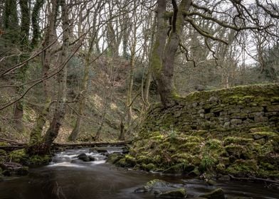 Dark Forest River