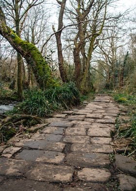 Path Through the Old Woods