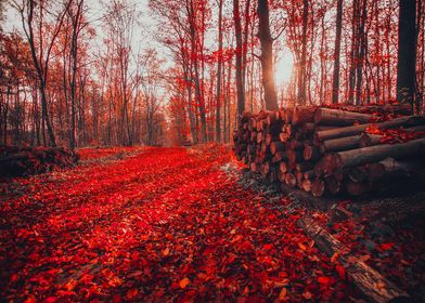 trees Red leaf