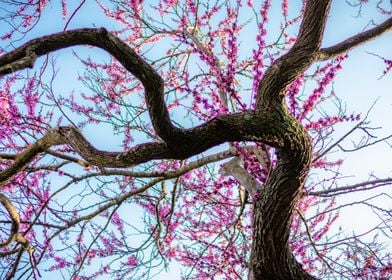 Cherry trees pink flowers