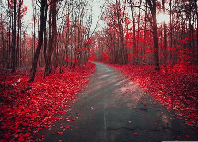 red forest road