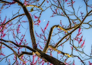 Pink Cherry trees and moon