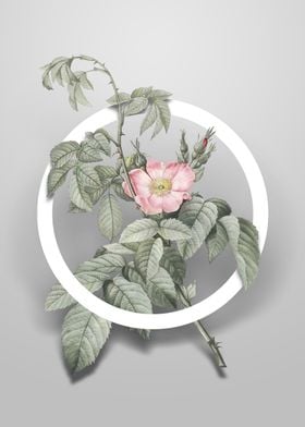 Vintage Apple Rose Flower