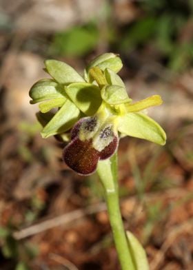 Wild orchid flower blossom