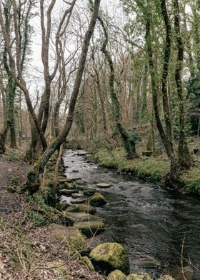 Old Forest River