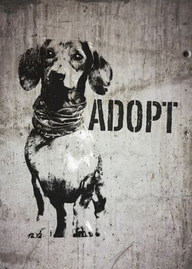 Dachshund Dog Adopt 