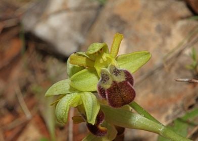 Wild orchid flower blossom